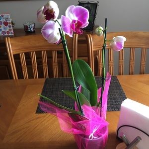 Meet your Posher, Fele